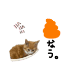 しばさき猫ちゃんず（個別スタンプ：8）