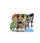 ピースワンコ保護犬スタンプ ワンだふるver（個別スタンプ：1）