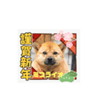 ピースワンコ保護犬スタンプ ワンだふるver（個別スタンプ：2）