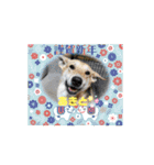 ピースワンコ保護犬スタンプ ワンだふるver（個別スタンプ：3）