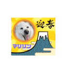 ピースワンコ保護犬スタンプ ワンだふるver（個別スタンプ：6）