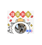 ピースワンコ保護犬スタンプ ワンだふるver（個別スタンプ：8）
