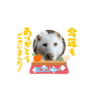 ピースワンコ保護犬スタンプ ワンだふるver（個別スタンプ：10）