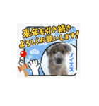 ピースワンコ保護犬スタンプ ワンだふるver（個別スタンプ：12）