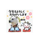 ピースワンコ保護犬スタンプ ワンだふるver（個別スタンプ：16）