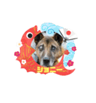 ピースワンコ保護犬スタンプ ワンだふるver（個別スタンプ：18）