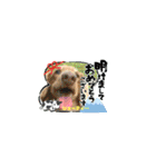 ピースワンコ保護犬スタンプ ワンだふるver（個別スタンプ：20）