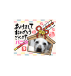 ピースワンコ保護犬スタンプ ワンだふるver（個別スタンプ：21）