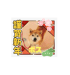 ピースワンコ保護犬スタンプ ワンだふるver（個別スタンプ：22）