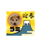 ピースワンコ保護犬スタンプ ワンだふるver（個別スタンプ：23）