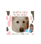 ピースワンコ保護犬スタンプ ワンだふるver（個別スタンプ：25）