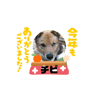 ピースワンコ保護犬スタンプ ワンだふるver（個別スタンプ：29）
