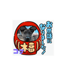 ピースワンコ保護犬スタンプ ワンだふるver（個別スタンプ：30）