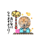 ピースワンコ保護犬スタンプ ワンだふるver（個別スタンプ：31）