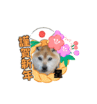 ピースワンコ保護犬スタンプ ワンだふるver（個別スタンプ：32）