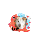 ピースワンコ保護犬スタンプ ワンだふるver（個別スタンプ：33）
