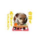 ピースワンコ保護犬スタンプ ワンだふるver（個別スタンプ：36）