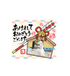 ピースワンコ保護犬スタンプ ワンだふるver（個別スタンプ：39）