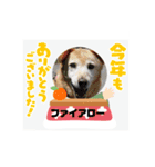 ピースワンコ保護犬スタンプ ワンだふるver（個別スタンプ：40）