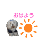 マルチーズ♡ロミ♡（個別スタンプ：1）