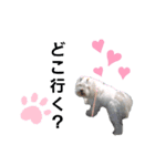 マルチーズ♡ロミ♡（個別スタンプ：2）