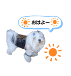 マルチーズ♡ロミ♡（個別スタンプ：3）