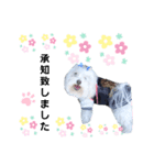 マルチーズ♡ロミ♡（個別スタンプ：4）