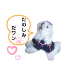 マルチーズ♡ロミ♡（個別スタンプ：6）