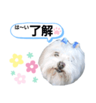 マルチーズ♡ロミ♡（個別スタンプ：7）