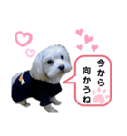 マルチーズ♡ロミ♡（個別スタンプ：8）