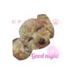 my pet tia roa shin（個別スタンプ：1）