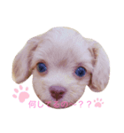 my pet tia roa shin（個別スタンプ：4）