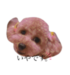 my pet tia roa shin（個別スタンプ：5）