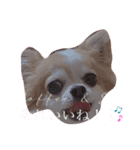my pet tia roa shin（個別スタンプ：6）