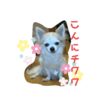 チワわんこのスタンプ（個別スタンプ：1）