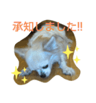 チワわんこのスタンプ（個別スタンプ：8）