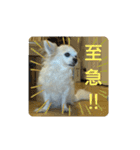 チワわんこのスタンプ（個別スタンプ：9）