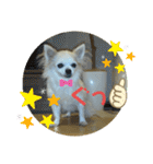 チワわんこのスタンプ（個別スタンプ：10）