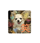 チワわんこのスタンプ（個別スタンプ：13）