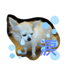 チワわんこのスタンプ（個別スタンプ：15）