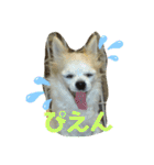 チワわんこのスタンプ（個別スタンプ：16）