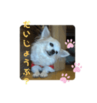 チワわんこのスタンプ（個別スタンプ：17）