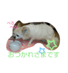 チワわんこのスタンプ（個別スタンプ：19）