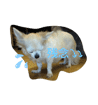 チワわんこのスタンプ（個別スタンプ：22）