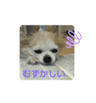 チワわんこのスタンプ（個別スタンプ：25）