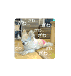 チワわんこのスタンプ（個別スタンプ：32）