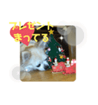 チワわんこのスタンプ（個別スタンプ：36）