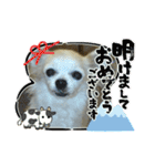 チワわんこのスタンプ（個別スタンプ：37）