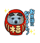 チワわんこのスタンプ（個別スタンプ：40）