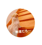 むぎちゃんの日常①（個別スタンプ：3）